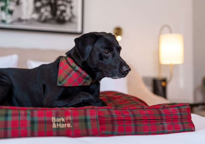 Explore Our Pet-menities