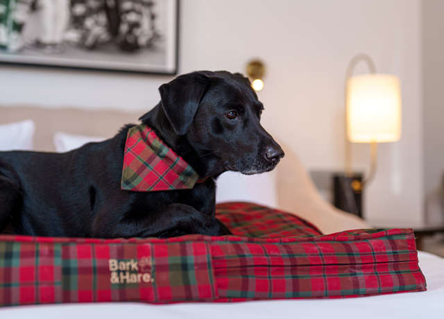 Things to do in Edinburgh with a dog