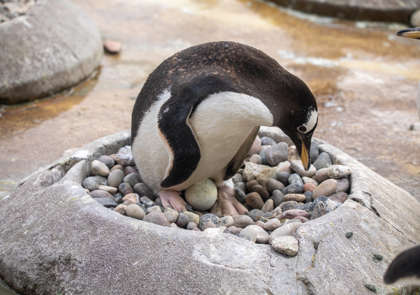 Edinburgh Zoo