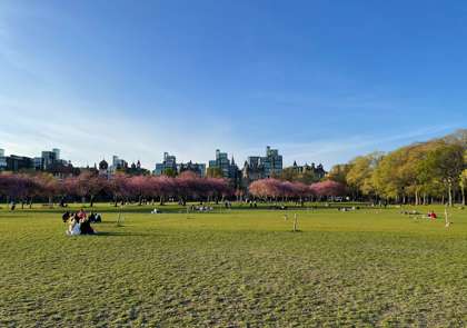The Meadows