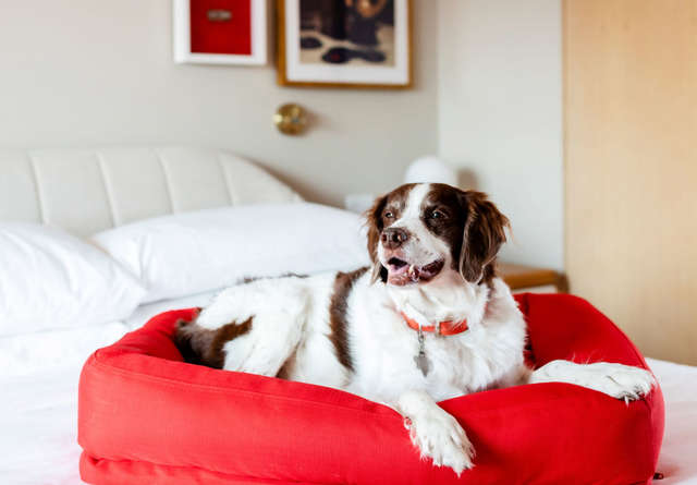 Dog sat on luxurious bedding in Virgin Hotels.