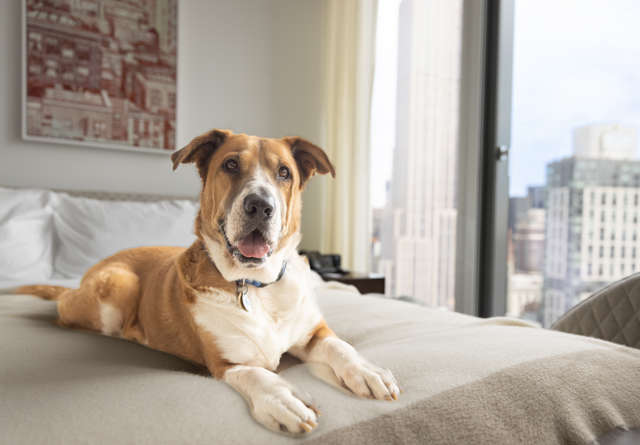 Dog lying on bed in a pet-friendly chamber room at Virgin Hotels